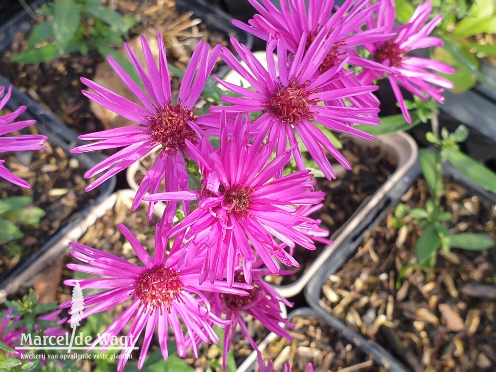 Aster Vens Outone