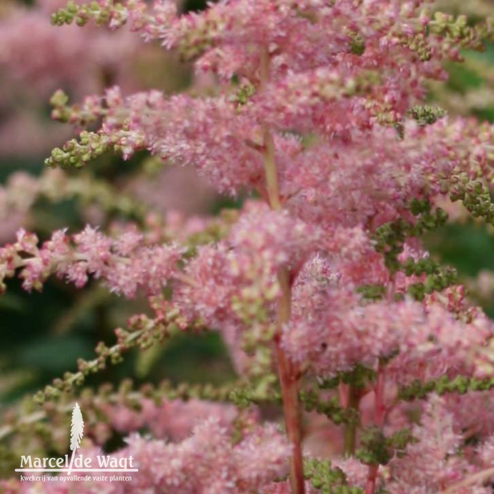 Astilbe arendsii Bressingham Beauty