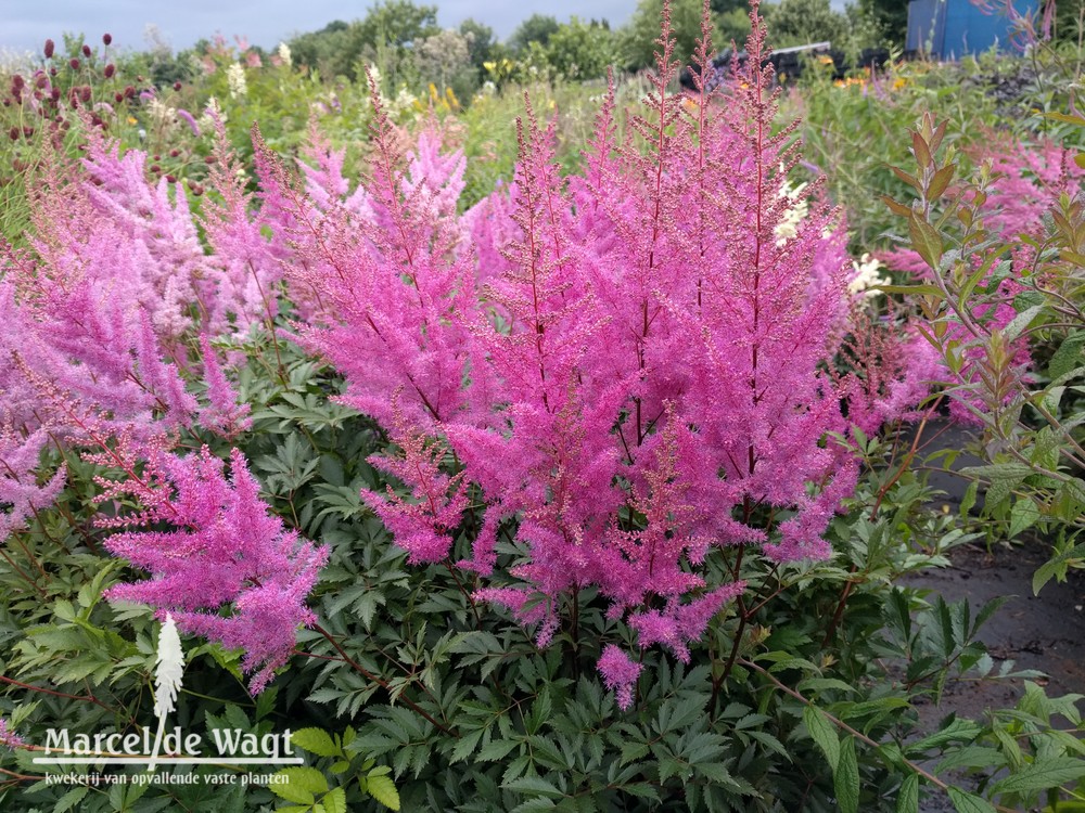 Astilbe arendsii Nemo