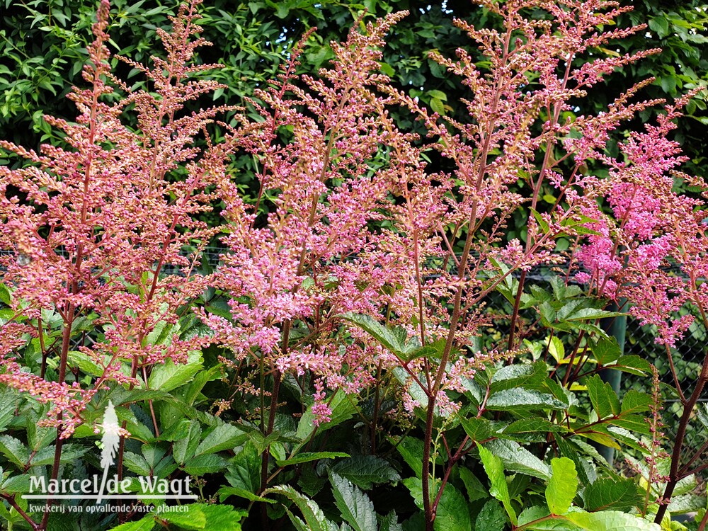 Astilbe arendsii Rhythm & Blues
