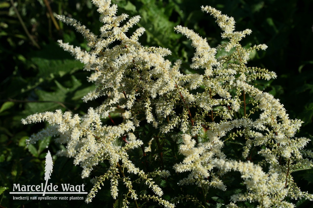 Astilbe Cappucino