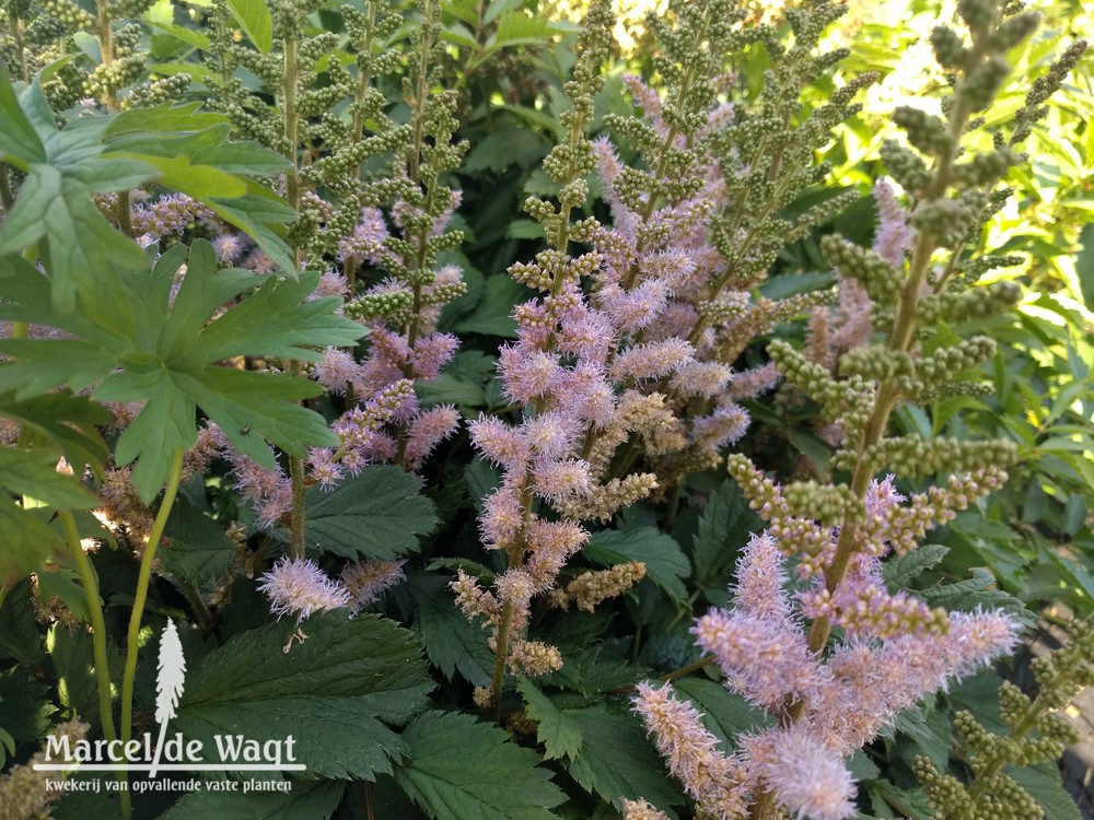 Astilbe chinensis Christian