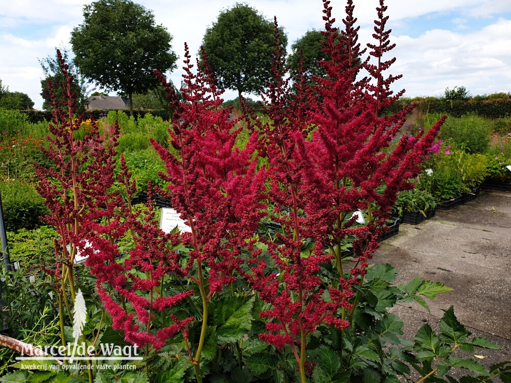 Astilbe chinensis Hot Pearls