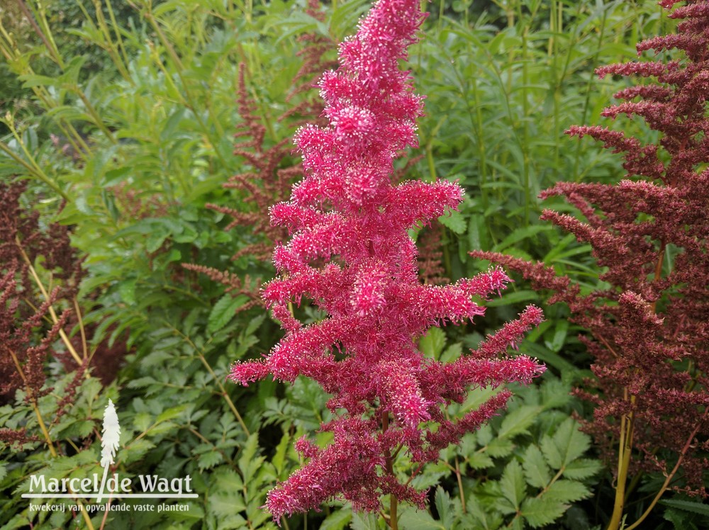 Astilbe chinensis Mighty Red Quin