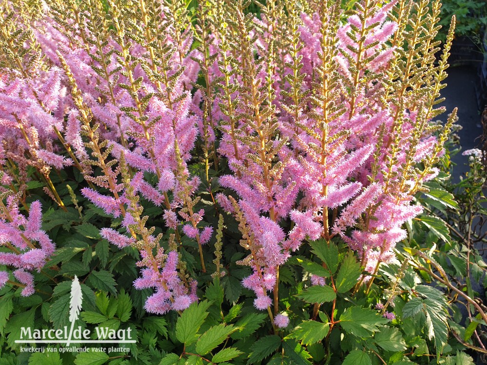 Astilbe chinensis Pumila