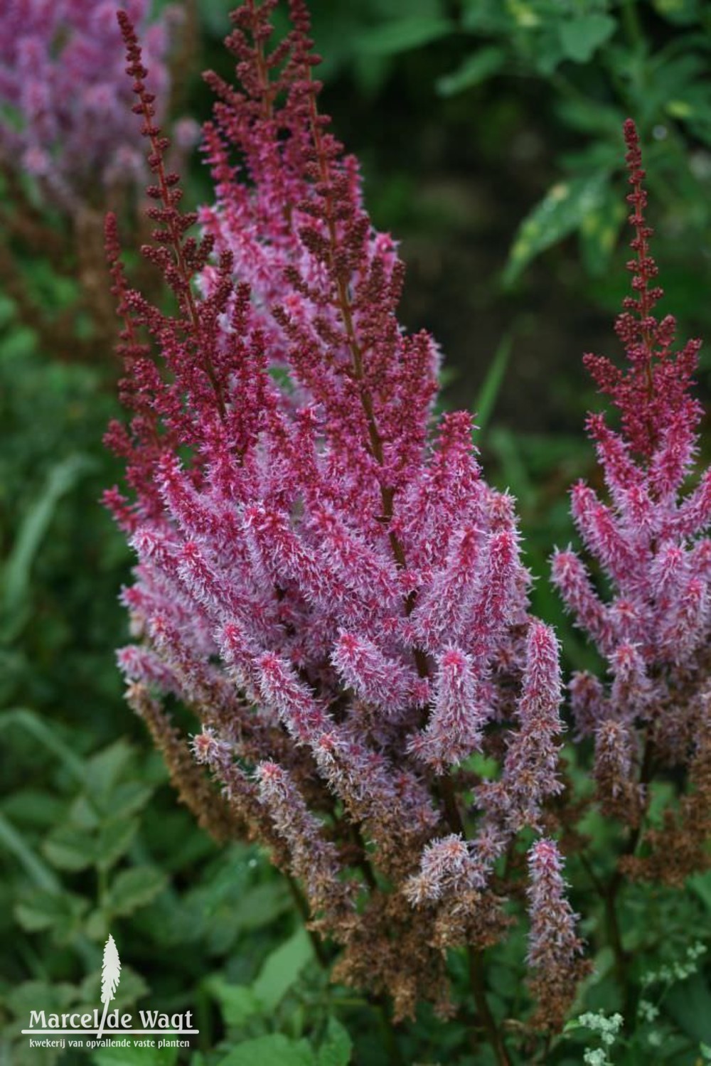 Astilbe chinensis Purperkerze