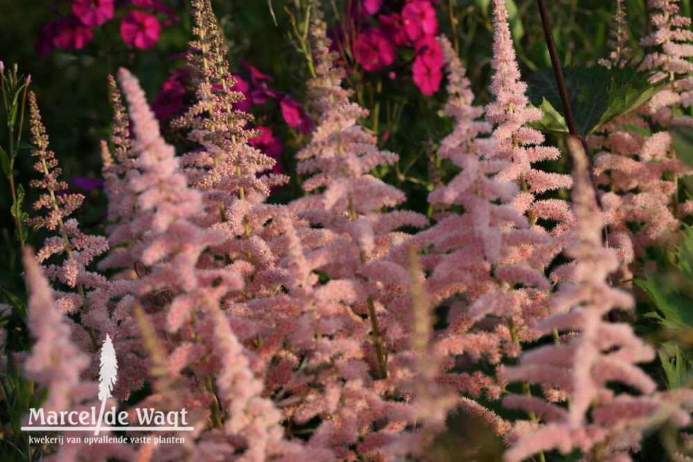 Astilbe chinensis Satin Pearls