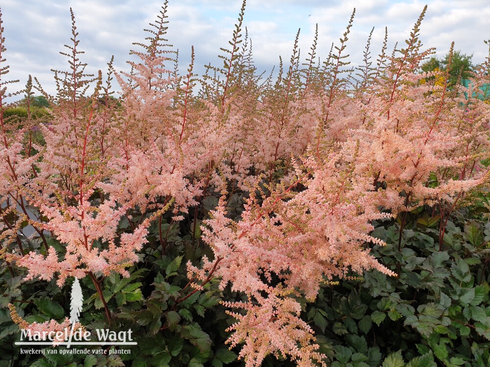 Astilbe chinensis Spotlight