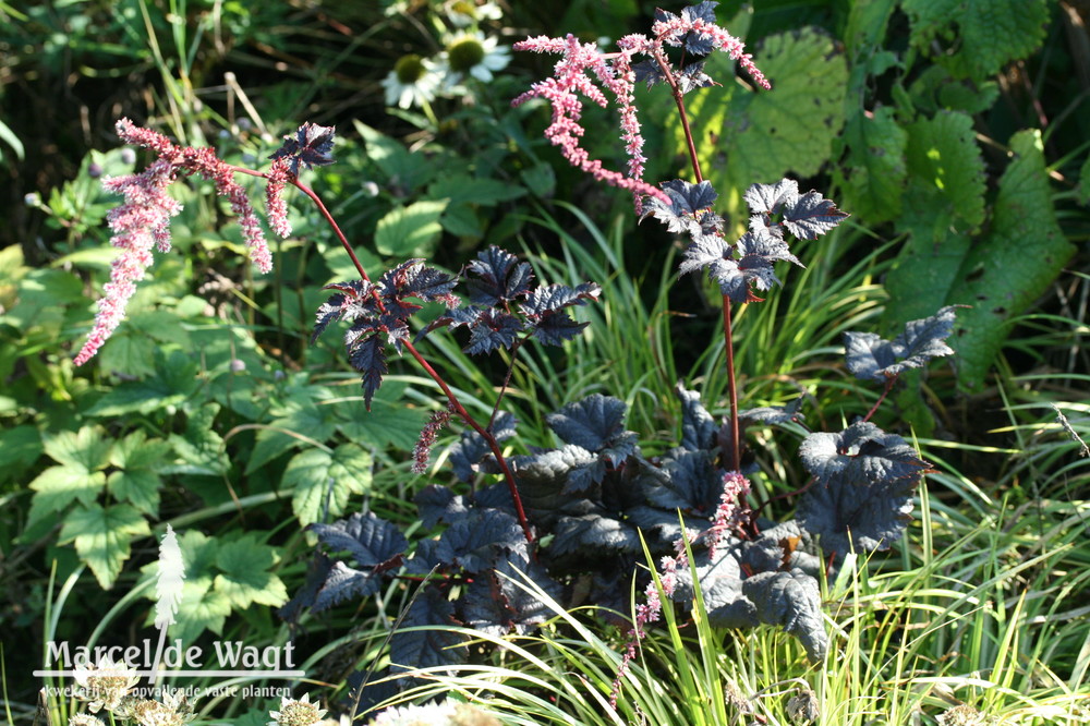 Astilbe Chocolat Shogun