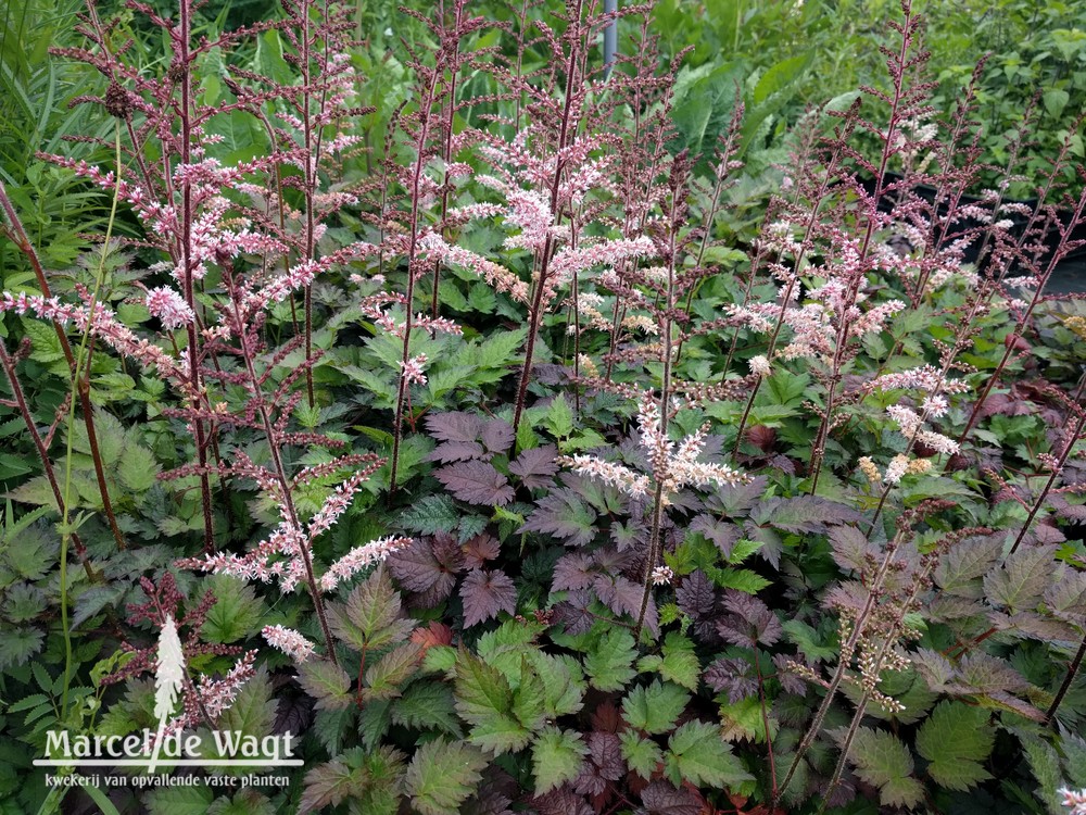 Astilbe Color Flash