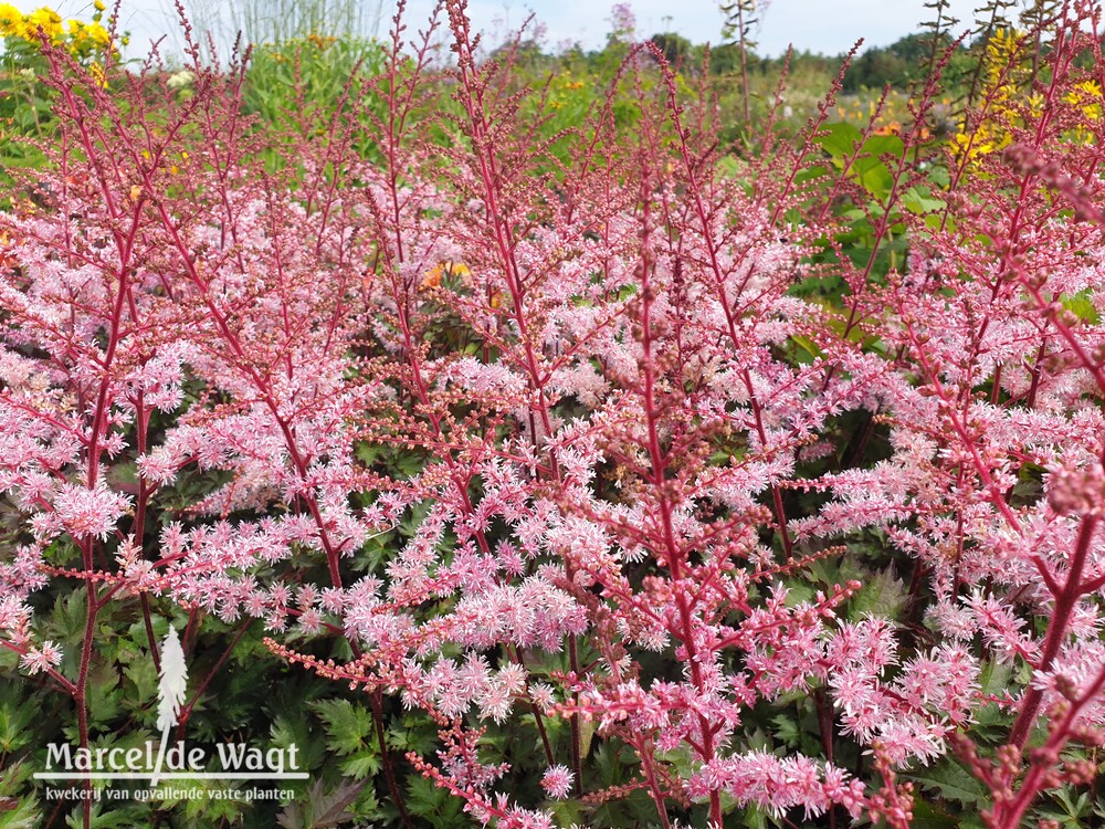 Astilbe Delft Lace