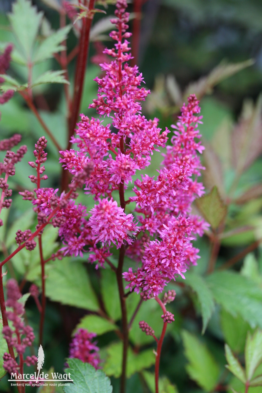 Astilbe japonica Elisabeth van Veen