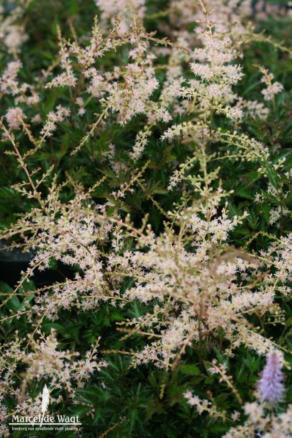 Astilbe simplicifolia Inshiriach Pink