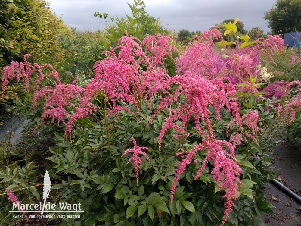 Astilbe Straussenfeder