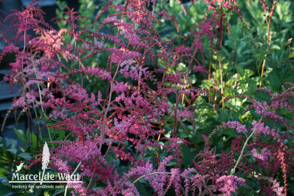 Astilbe thunbergii Rote Straussenfeder