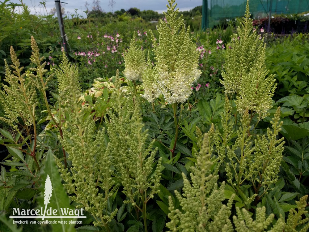 Astilbe Weisse Gloria