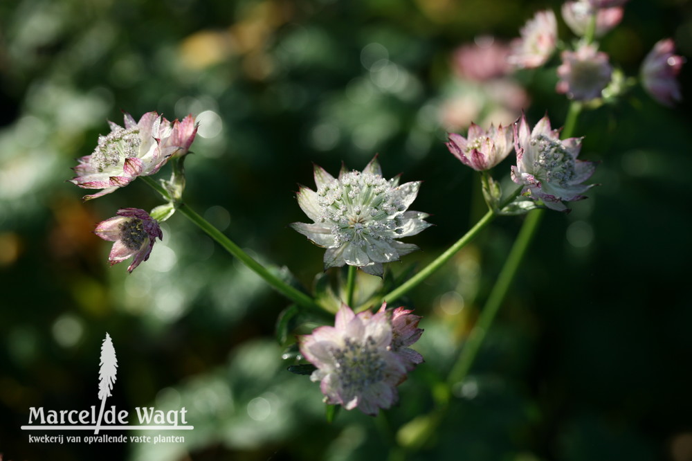 Astrantia major April Love