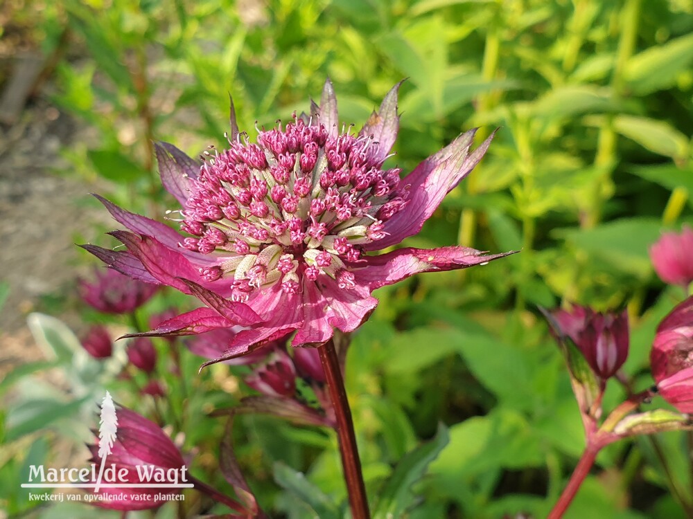 Astrantia major Burgundy Manor