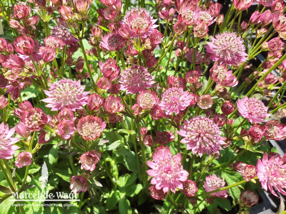 Astrantia major Cerise Button