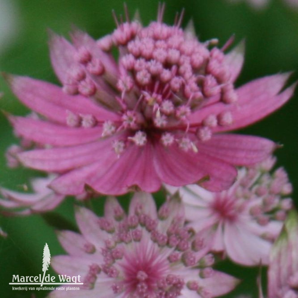 Astrantia major Lola