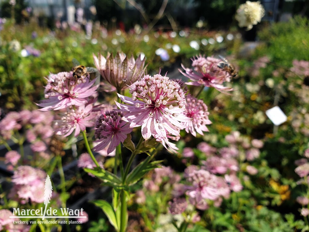 Astrantia major Pink Button