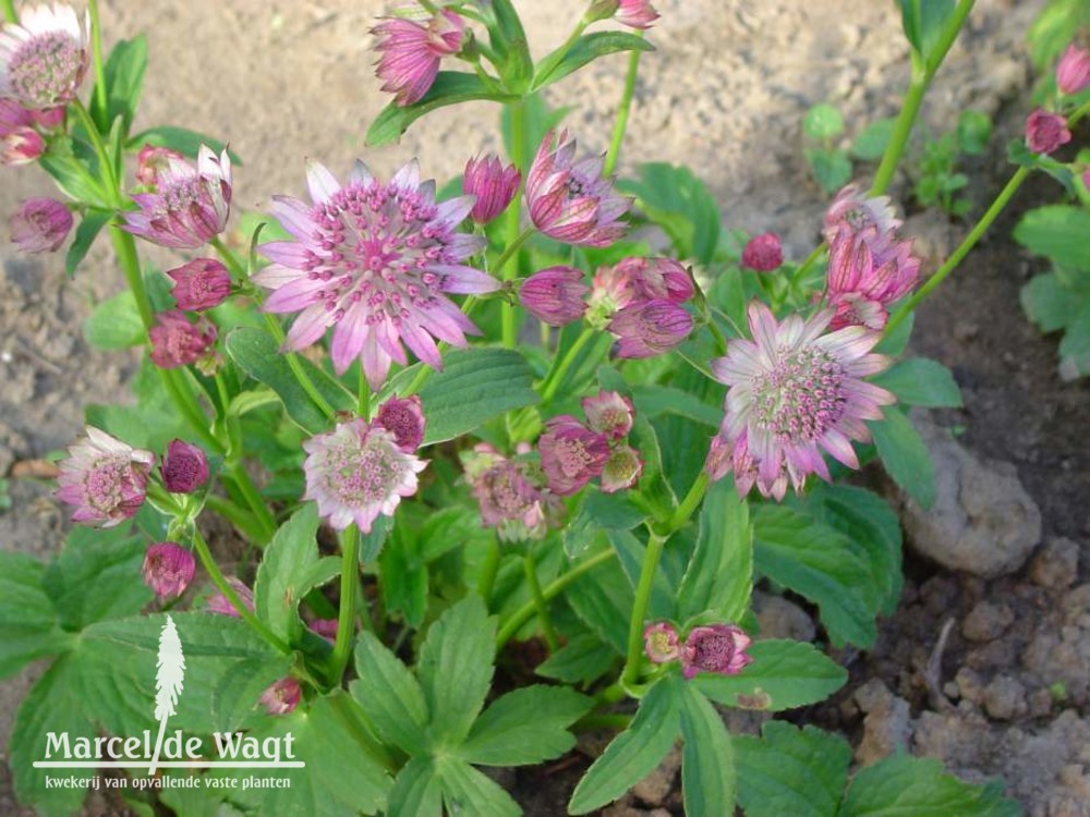 Astrantia major Pink Pride