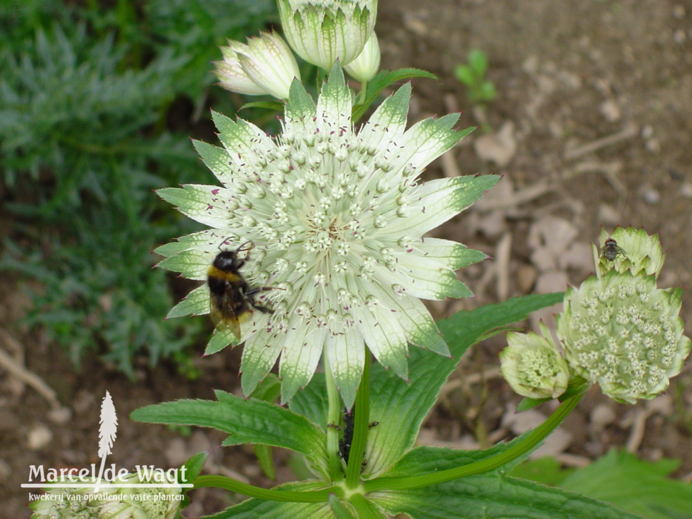 Astrantia major Snowstar