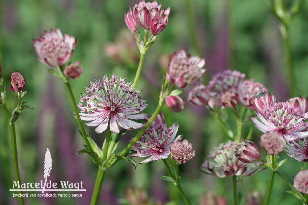 Astrantia major Sparkling Stars Pink