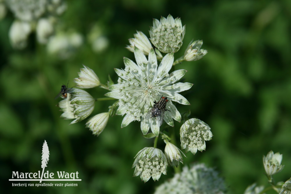 Astrantia major Superstar