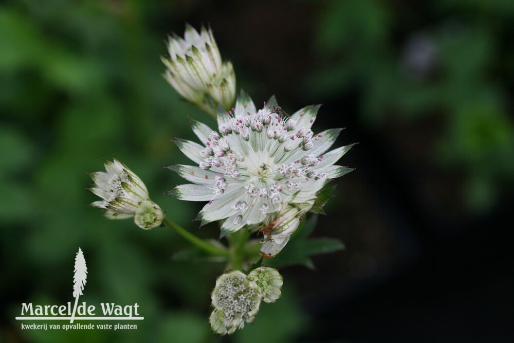 Astrantia Shaggy