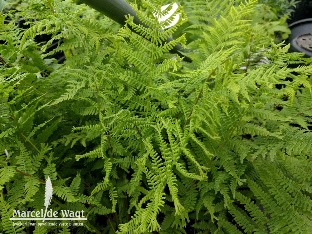 Athyrium filix femina Lady in Red