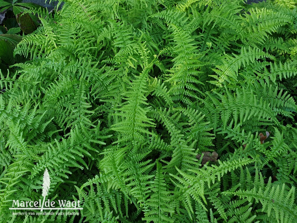 Athyrium filix femina Victoriae
