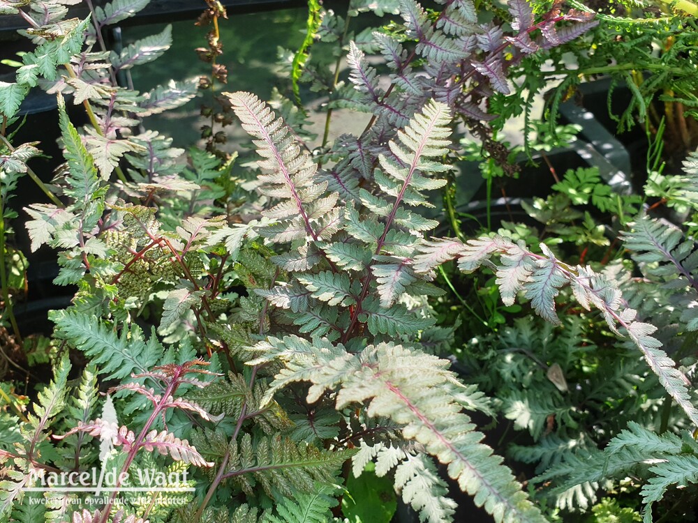 Athyrium niponicum Burgundy Lace