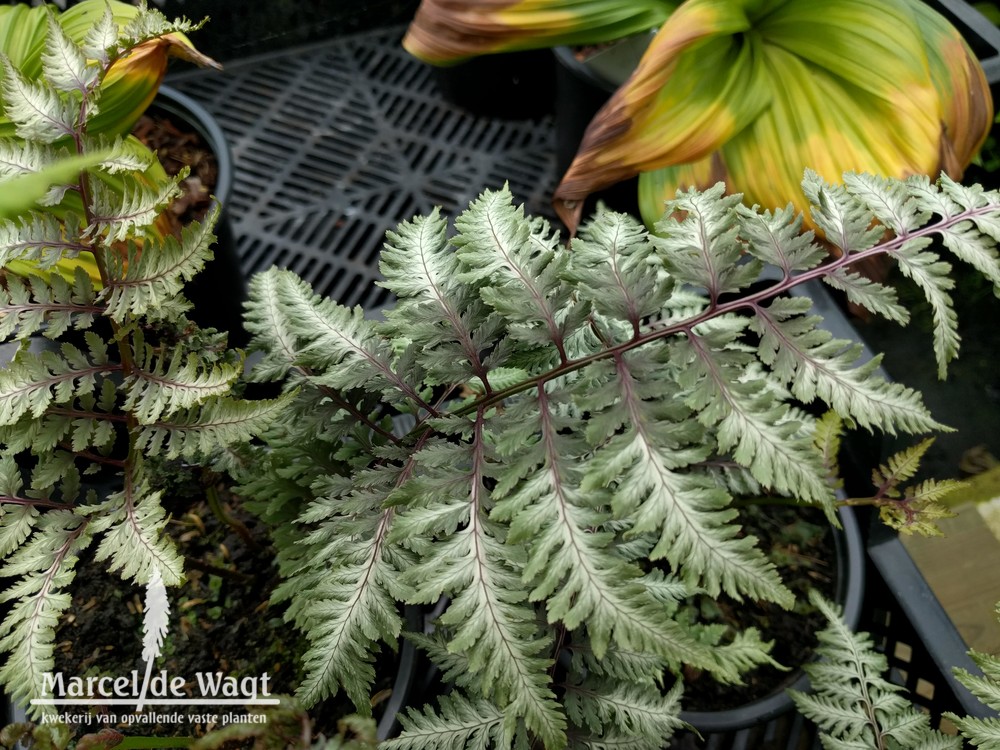 Athyrium niponicum Pewter Lace