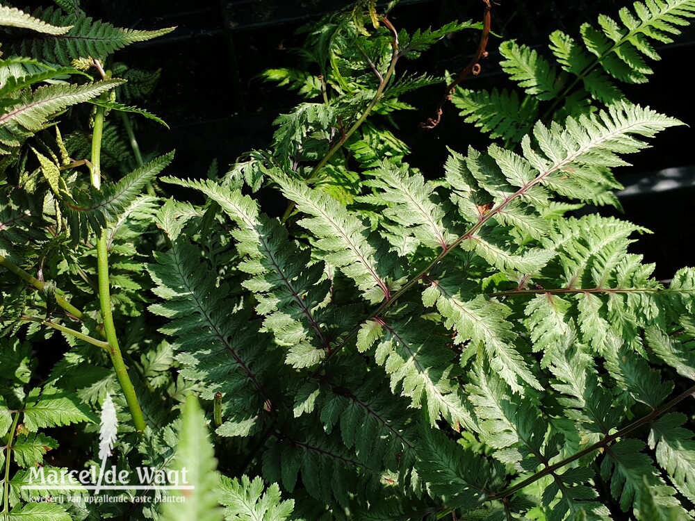 Athyrium niponicum Red Beauty