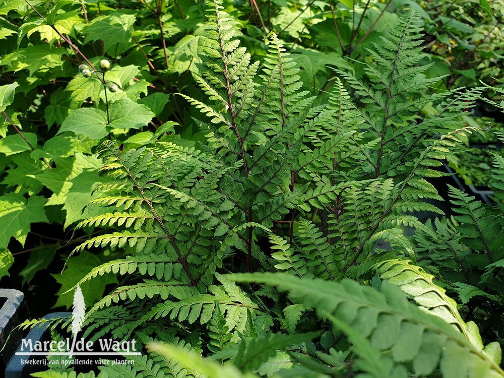 Athyrium otophorum Okanum