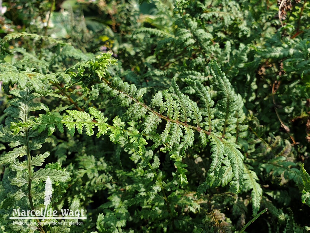 Athyrium x Ghost