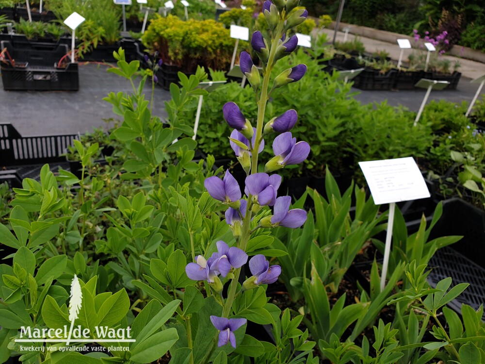 Baptisia australis Caspian Blue