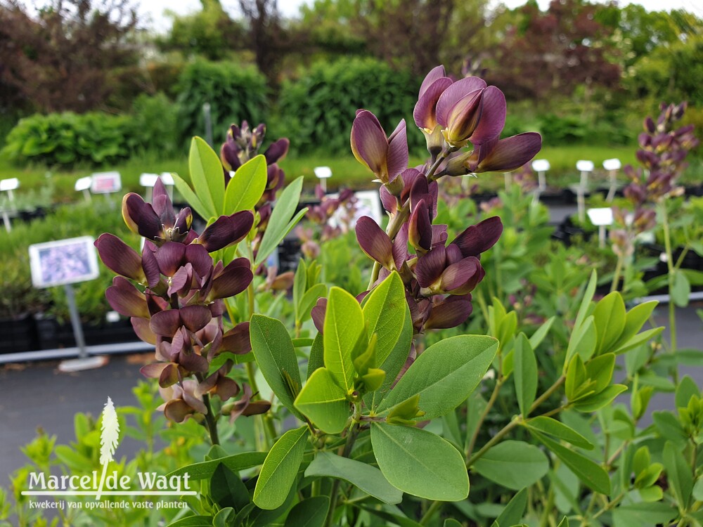 Baptisia Dutch Chocolate