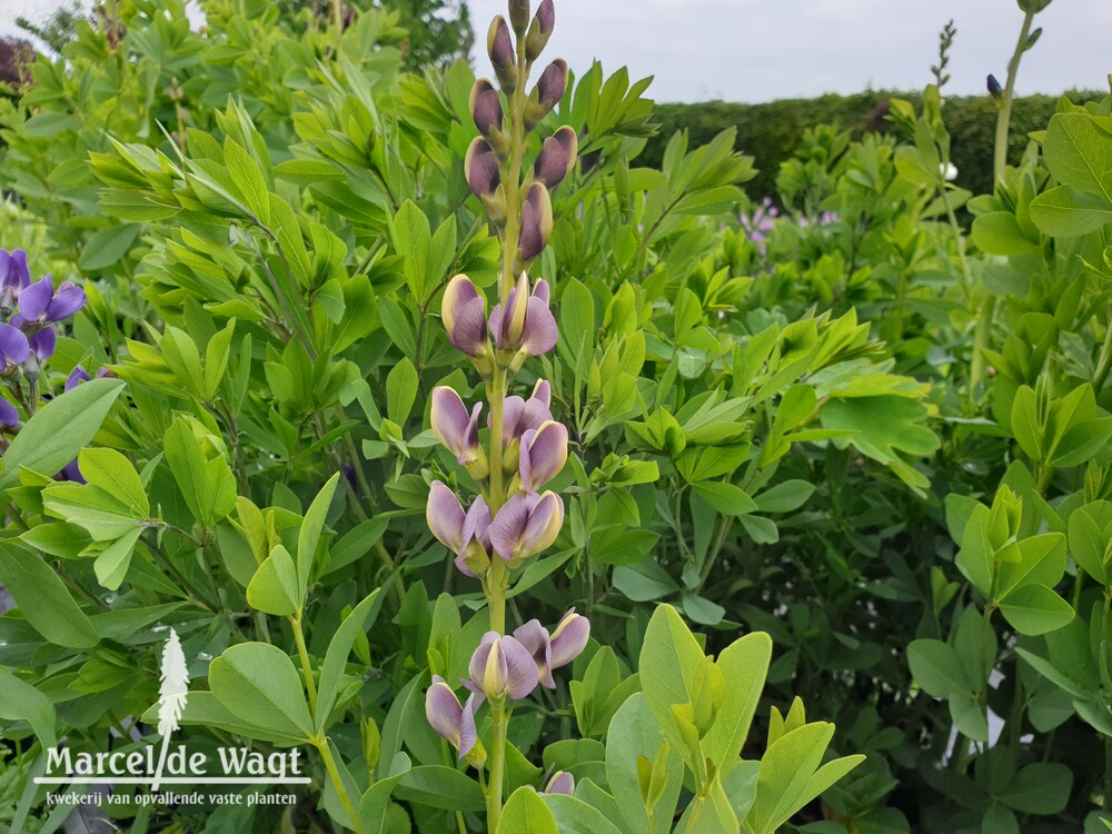 Baptisia Vens Fifties