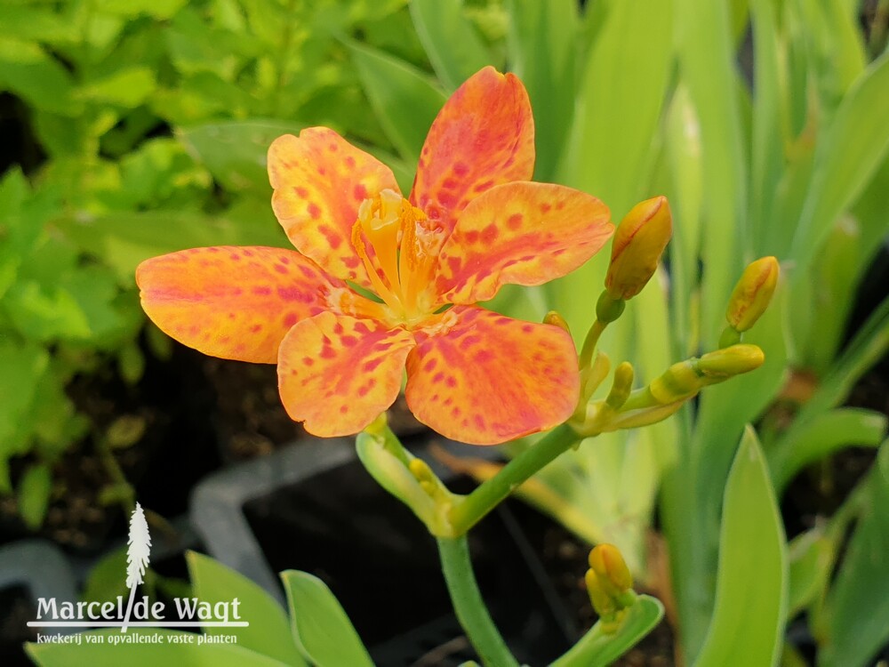 Belamcanda flabellata Hello Orange