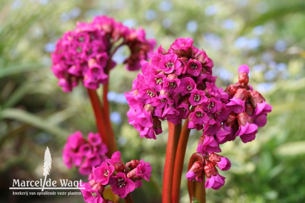 Bergenia hybrida Eroica