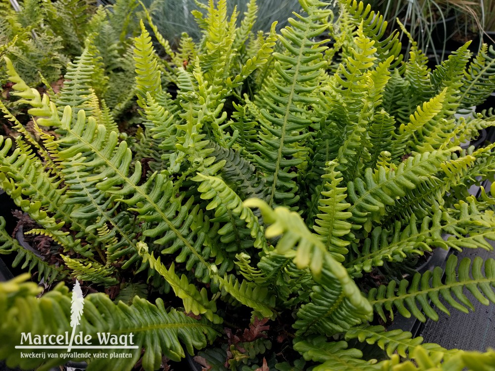 Blechnum spicant