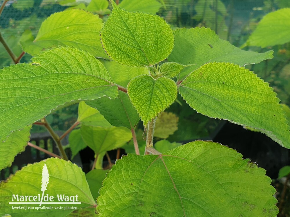 Boehmeria nivea