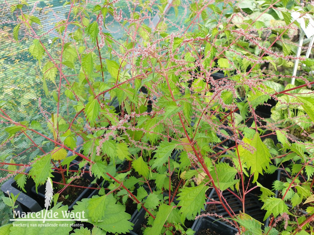 Boehmeria spicata