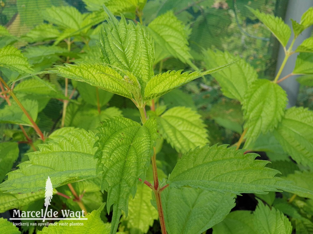 Boehmeria tricuspis