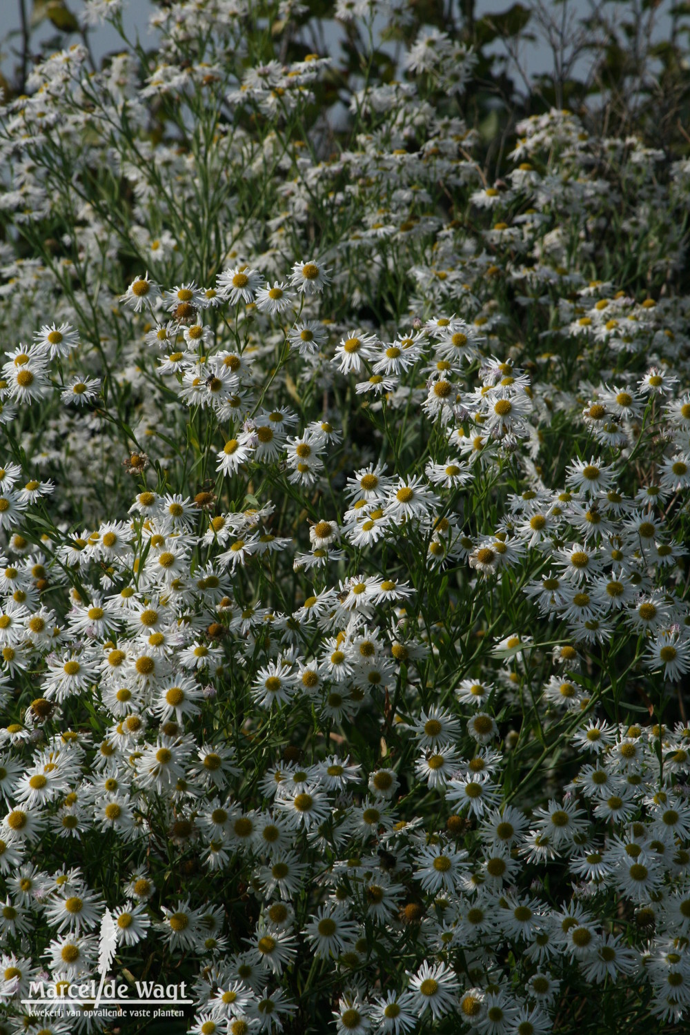 Boltonia asteroides latisquama Snowbank