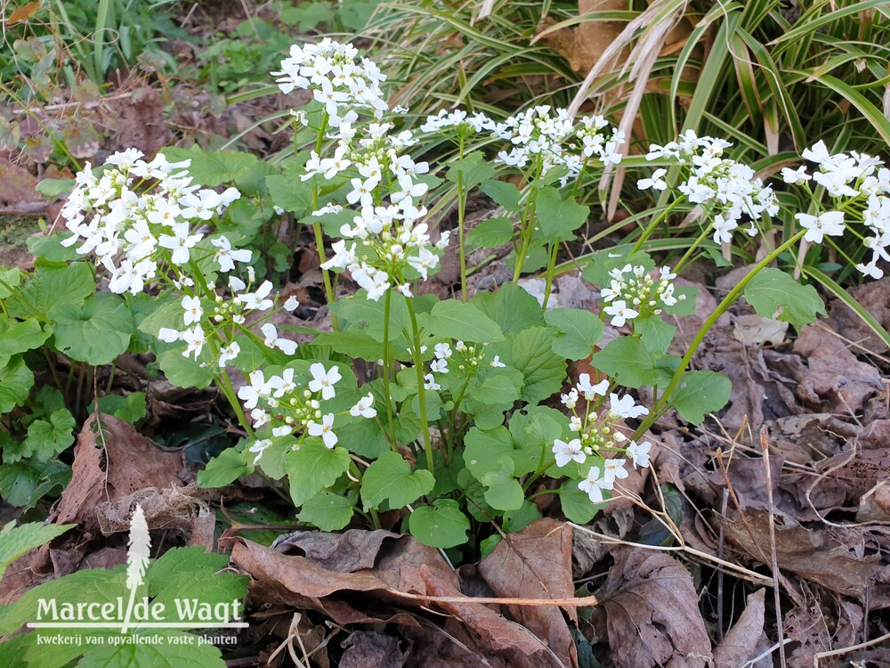 Brunnera macrophylla Betty Bowring