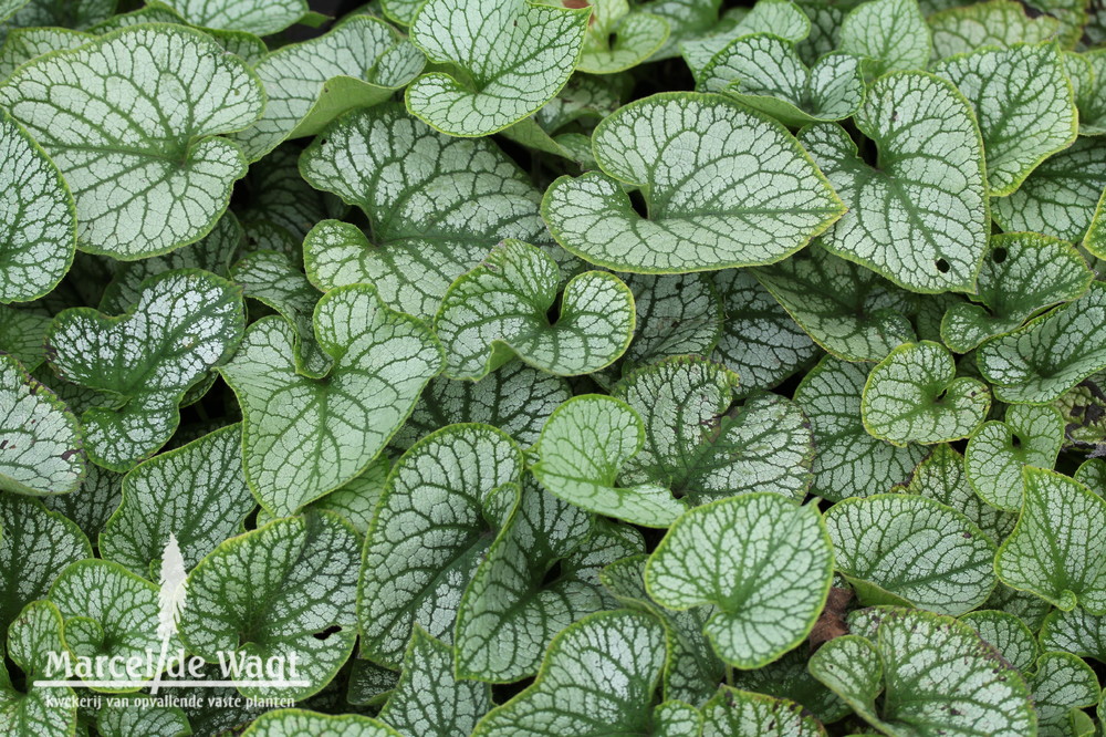 Brunnera macrophylla Jack Frost