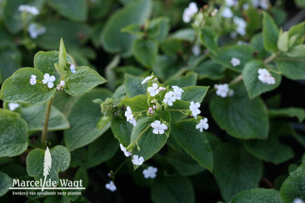 Brunnera macrophylla Jennifer